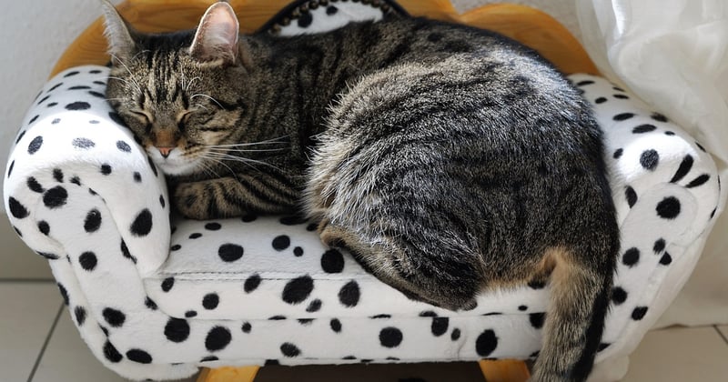 Le chat fait-il vraiment baisser le stress ? La science répond