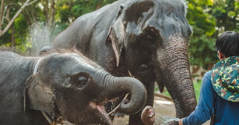 Quelle eau mettre dans la fontaine de bébé ?